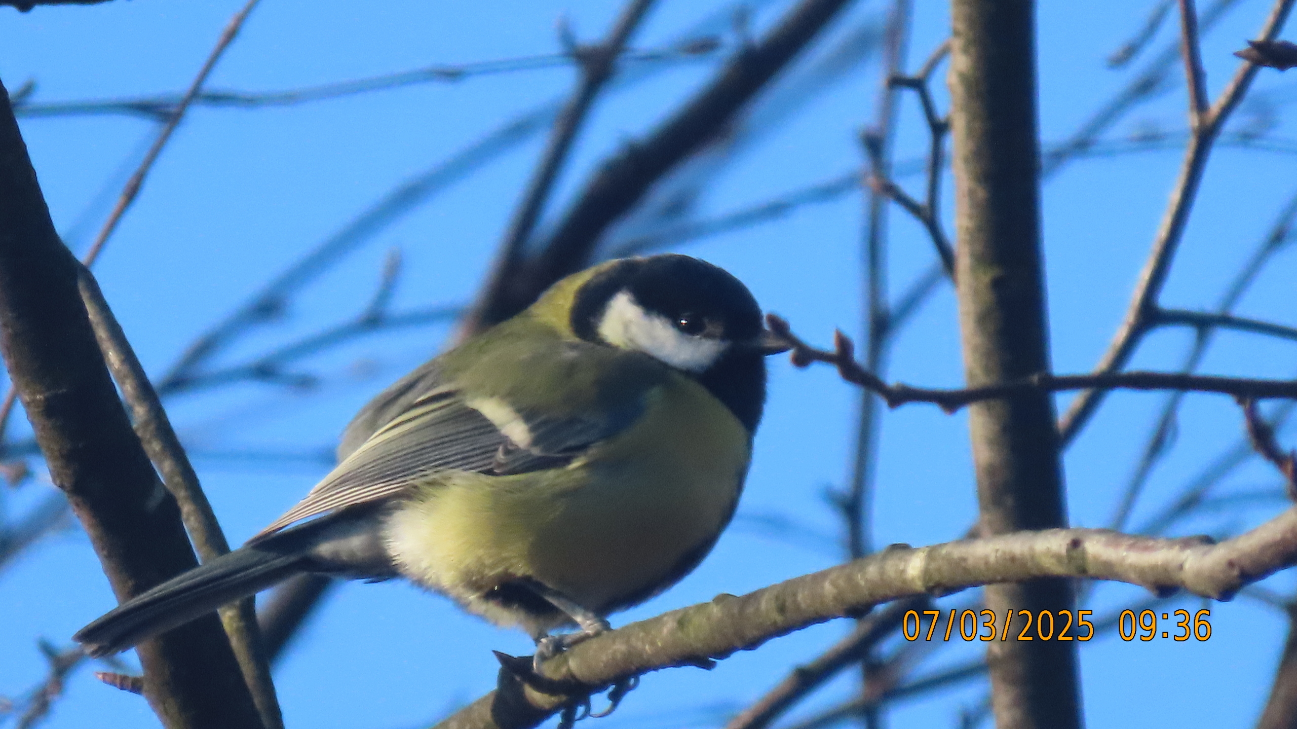 Проказник Март.