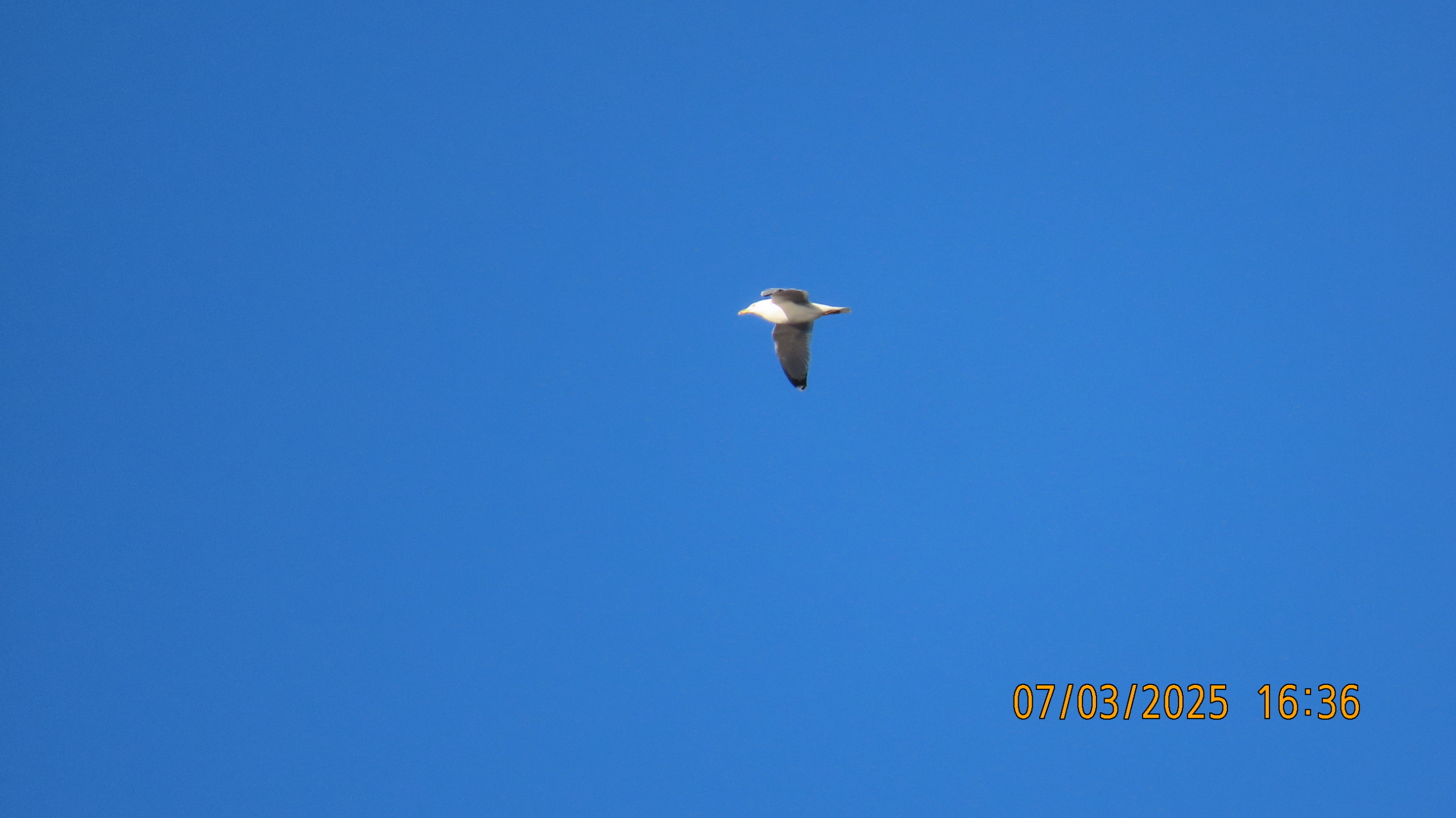 Проказник Март.