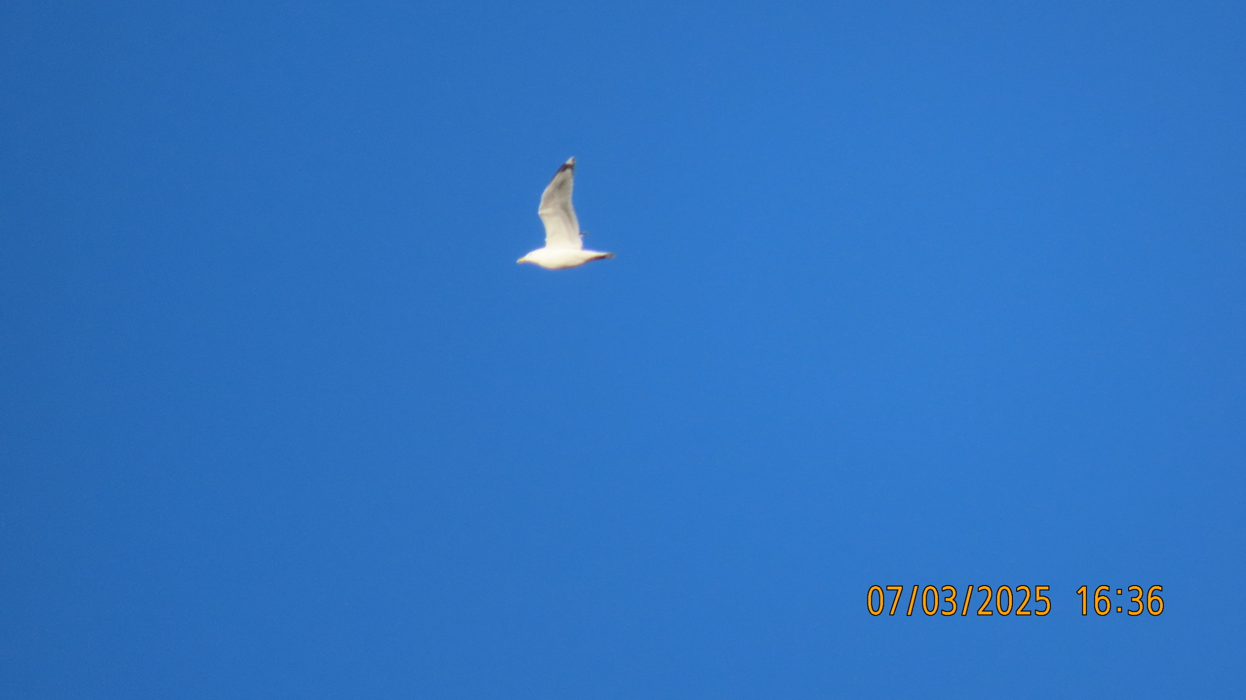 Проказник Март.