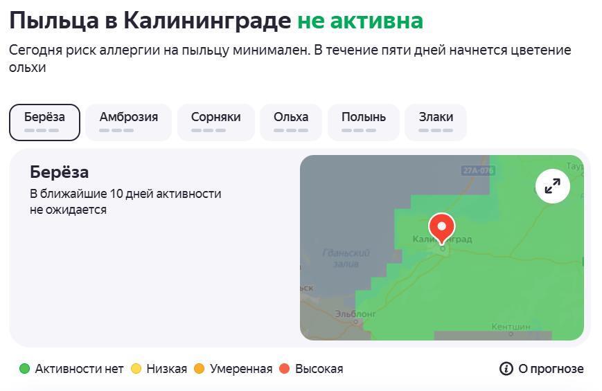 Аллергия на пыльцу в 2025 году. Как с ней бороться?