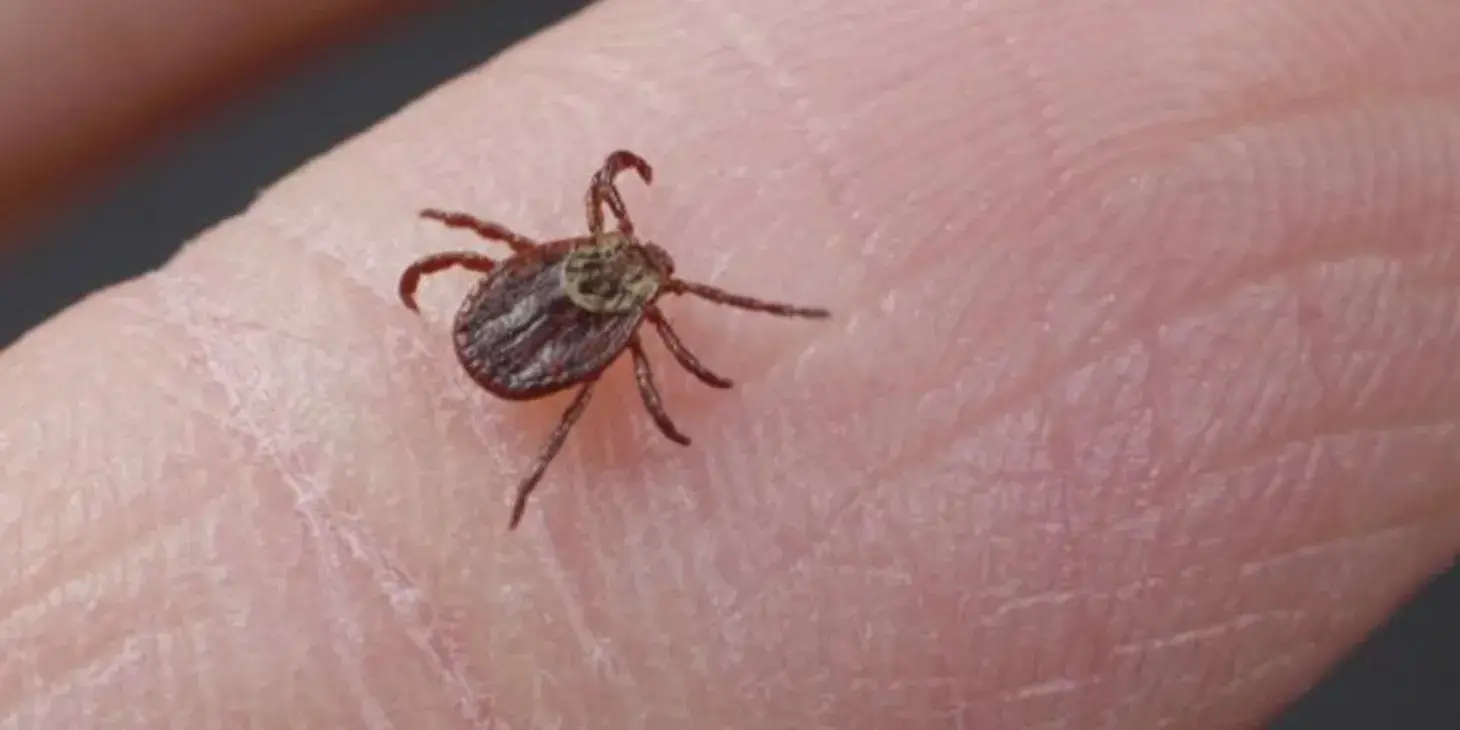 Клещи проснулись и атакуют.В Подмосковье уже зафиксировали первый случай