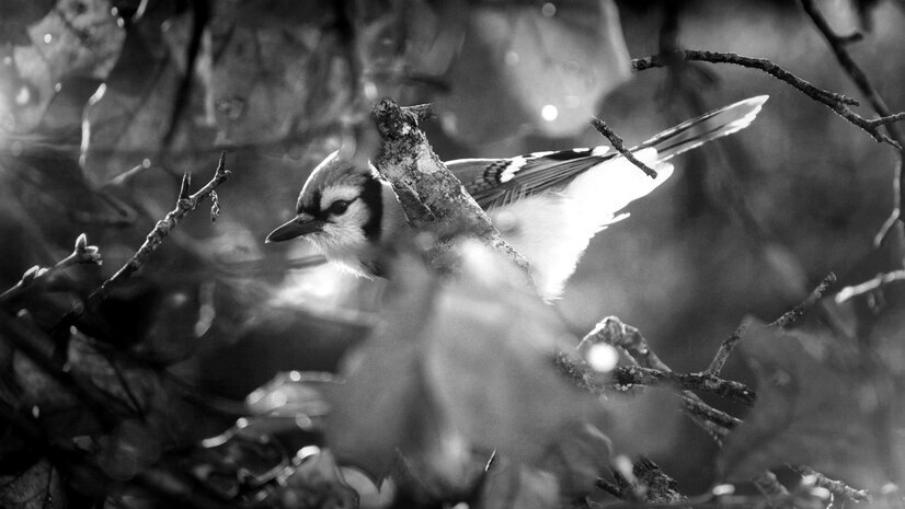 Мы наложили на вас санкции!!! Да нет, - это мы "наложили", на ваши санкции!!!