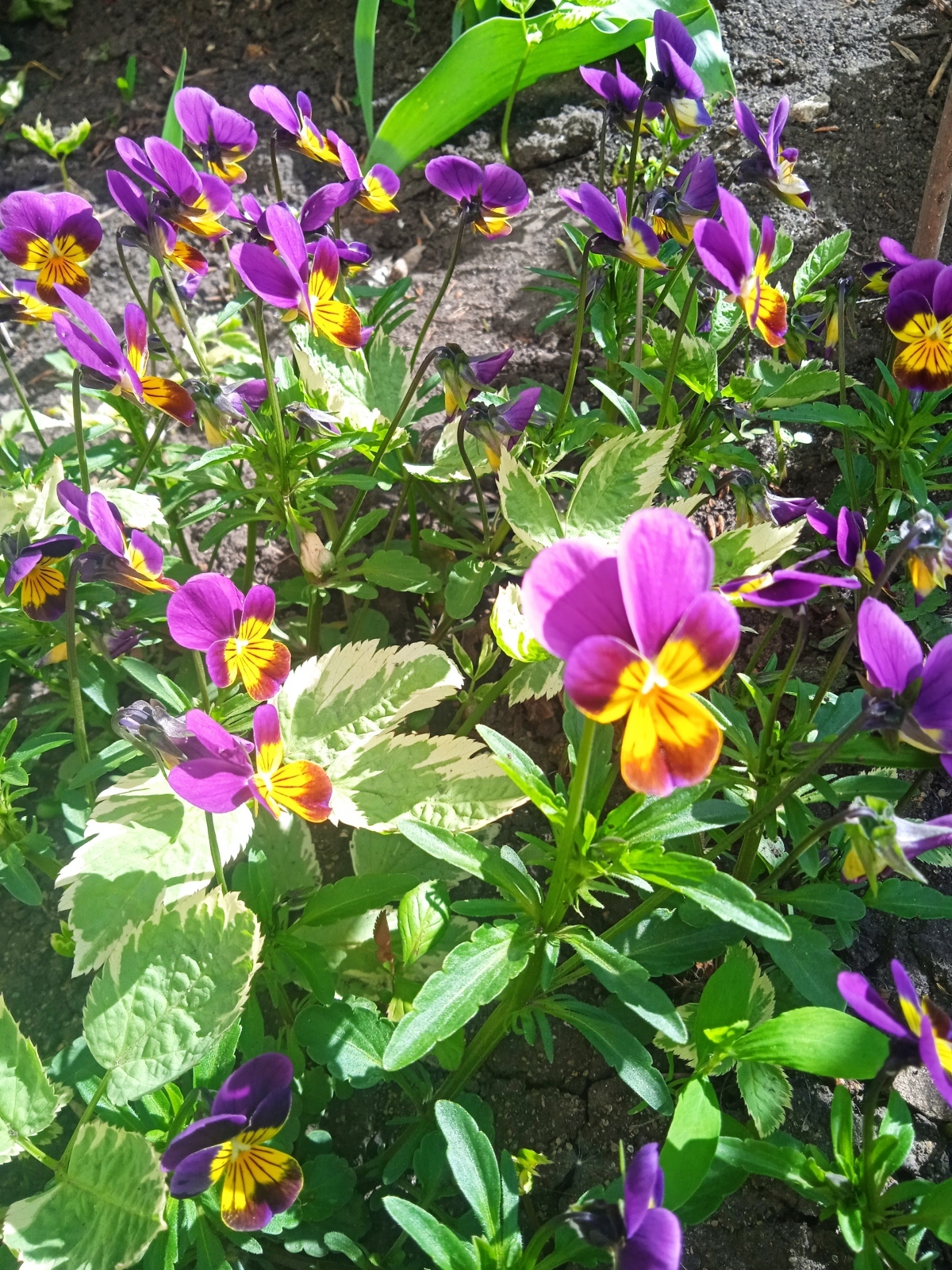 Анютины глазки - миниатюрные, красивые, мифические символы оживающей природы