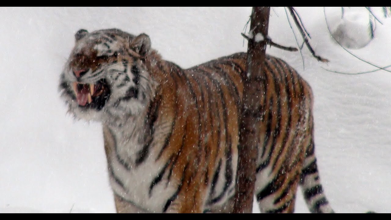 Нападение тигра на человека в Приморье: что произошло?