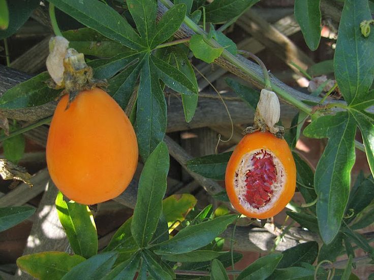 В России начнут выращивать бананы, маракуйю, папайю, авокадо, фисташки и миндаль !