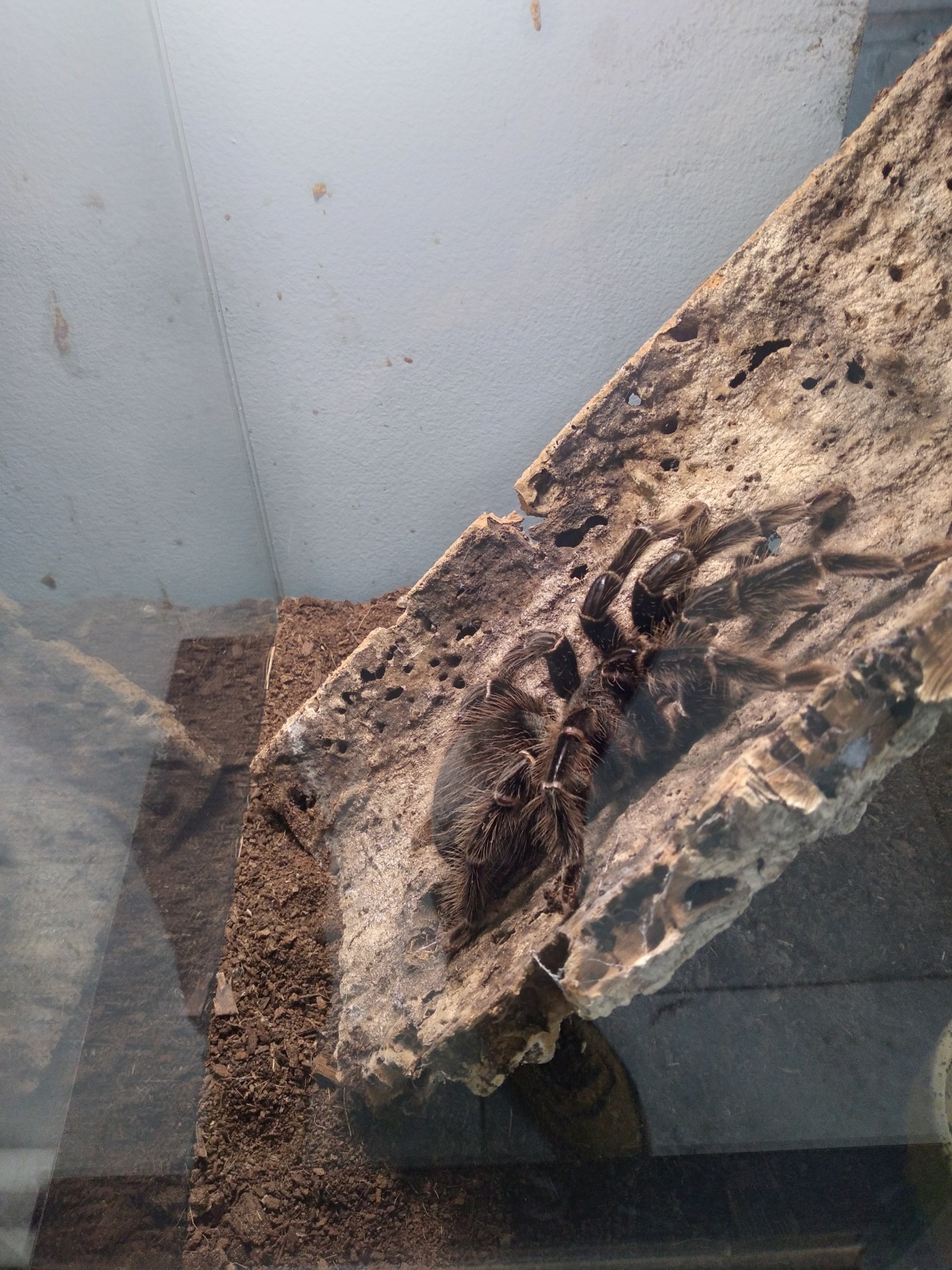 Контактный зоопарк зло или добро?