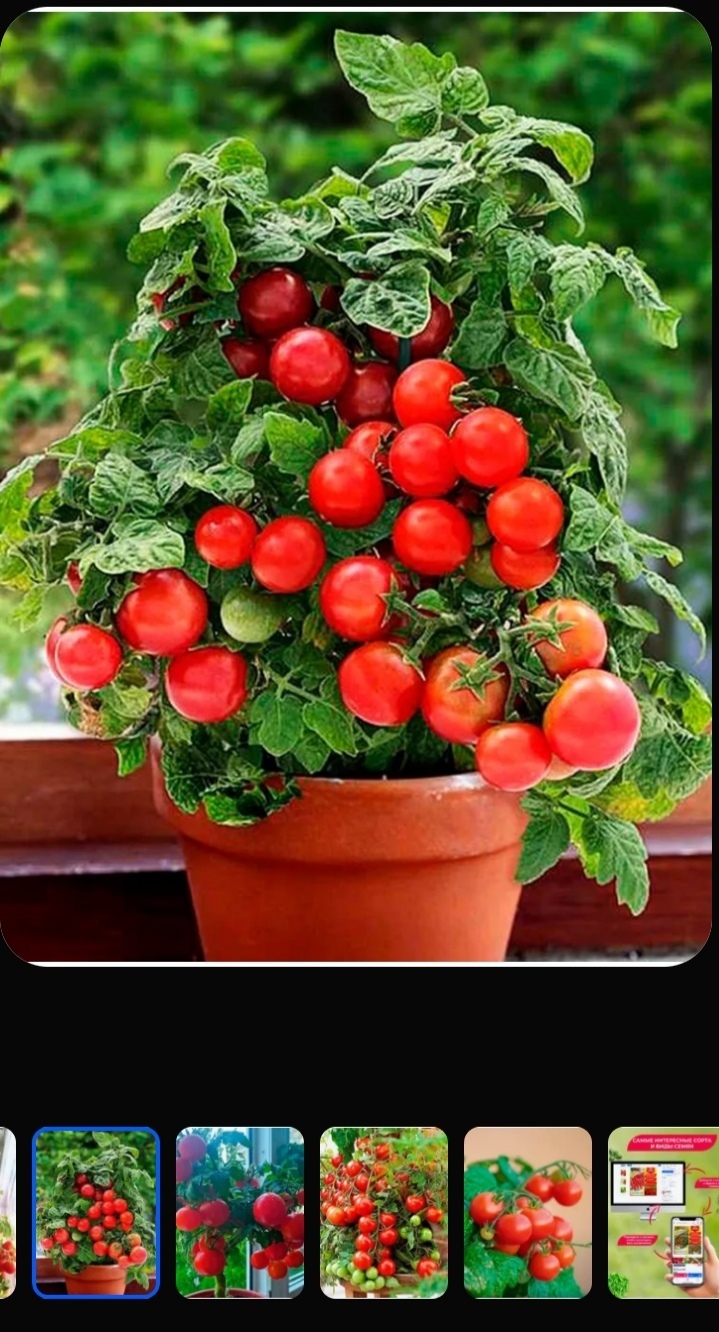 Как правильно и когда высаживать комнатные помидоры в горшки: руководство по балконному огородничеству