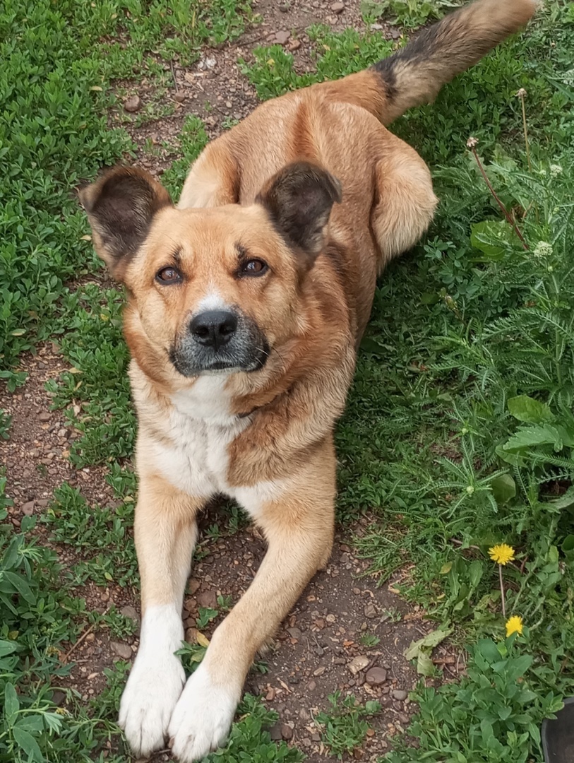 Муся Шайтанович Колтуновский