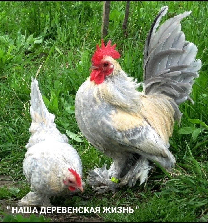 Муся Шайтанович Колтуновский