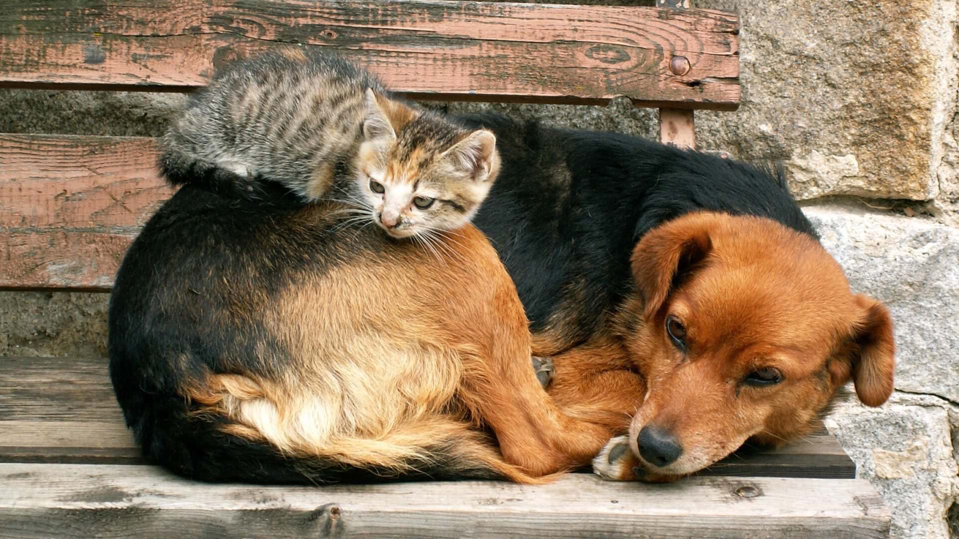 "Пенсионная лапа помощи": В Госдуме предложили пособие на питомцев для пожилых людей