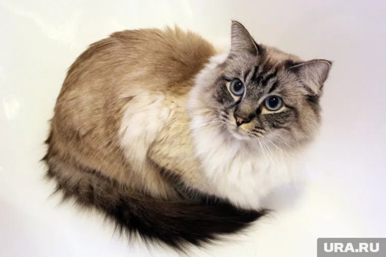 Породы кошек-долгожителей