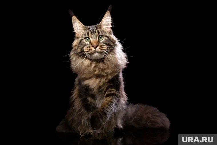 Породы кошек-долгожителей
