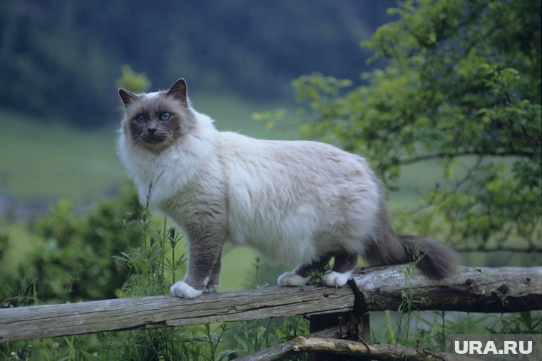 Породы кошек-долгожителей