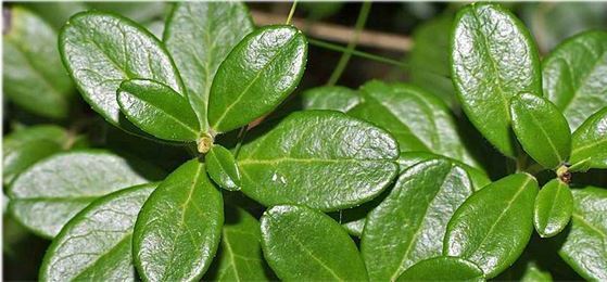 Болезни почек исцели - ка листьями брусники