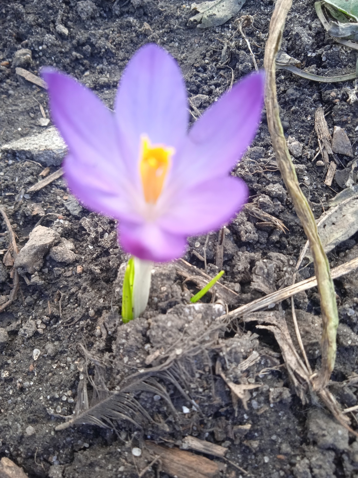 Весенние первоцветы: пролески, крокусы цветут уже в марте