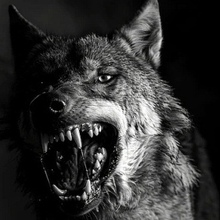 Дима, г. Москва