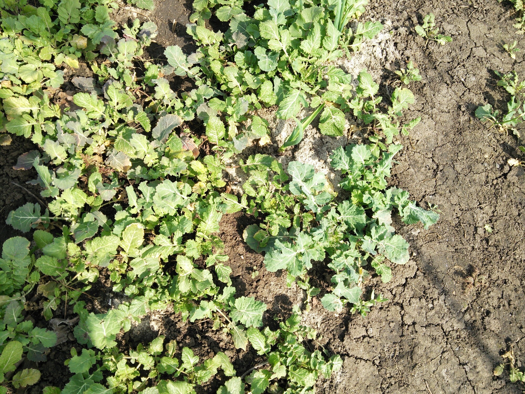 Наверное мне стоило посеять да посадить сидераты в 2024 году чуть раньше весной, чем чуть позже. И наверное полив скорее нужен, чем не нужен.