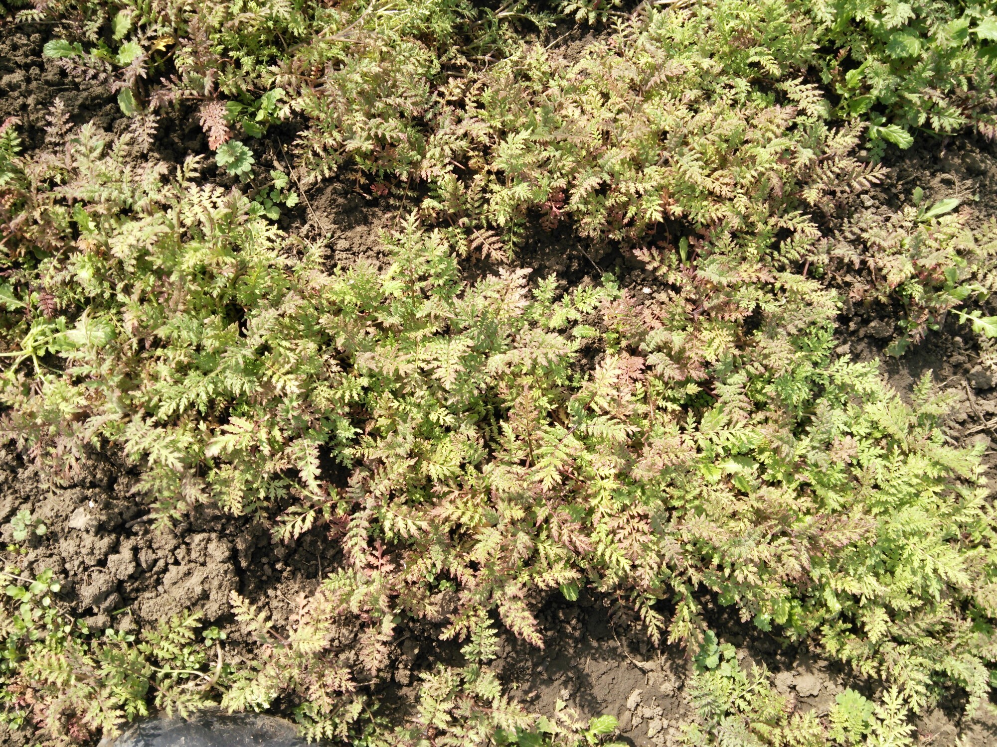 Наверное мне стоило посеять да посадить сидераты в 2024 году чуть раньше весной, чем чуть позже. И наверное полив скорее нужен, чем не нужен.