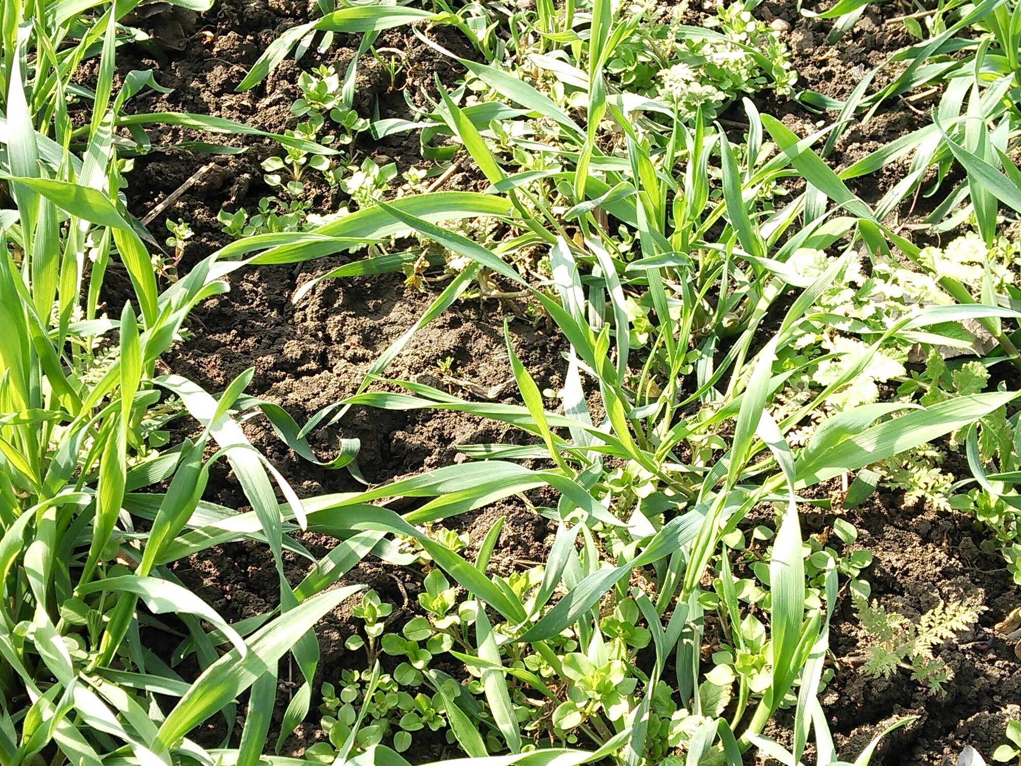 Наверное мне стоило посеять да посадить сидераты в 2024 году чуть раньше весной, чем чуть позже. И наверное полив скорее нужен, чем не нужен.