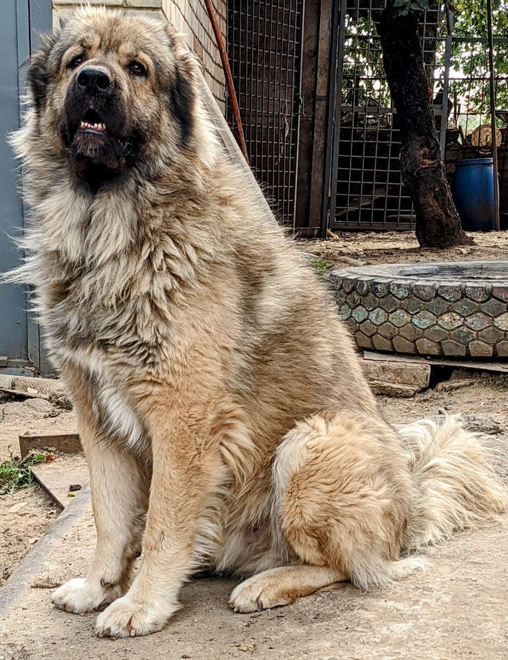 Отец забыл про сына-инвалида, а бывшая — нет! Собранные деньги на лечение мальчика, покусанного хаски, частично ушли на «другие расходы»