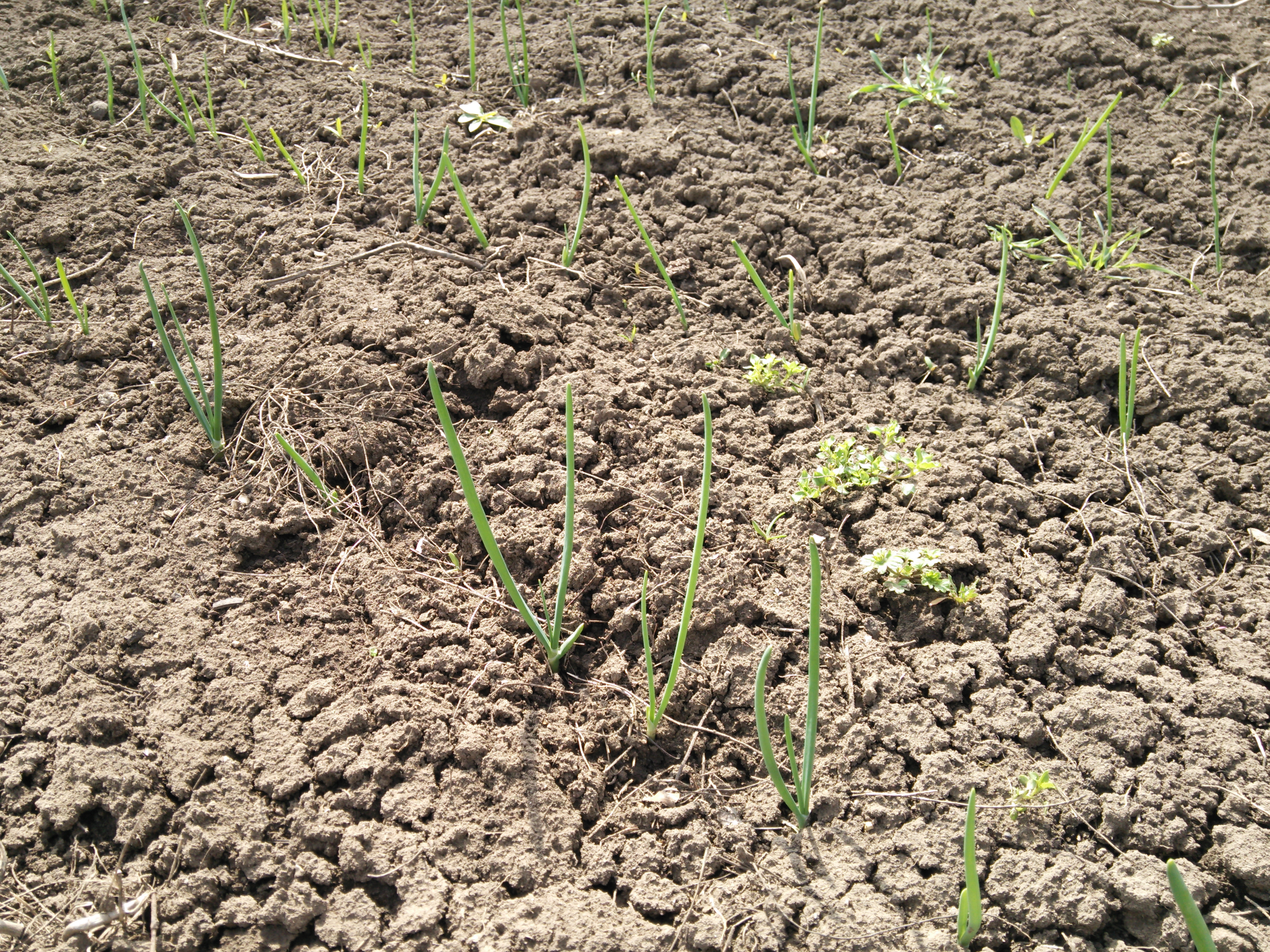 Посеял, точнее посадил в огороде, немного покупного лука-севка Штуттгартер Ризен, Ред Барон, Стурон. Скорее плотно посадил на зелень или на перо.