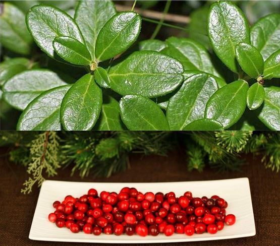 Листья, ягоды брусники боль в суставах отпусти – ка