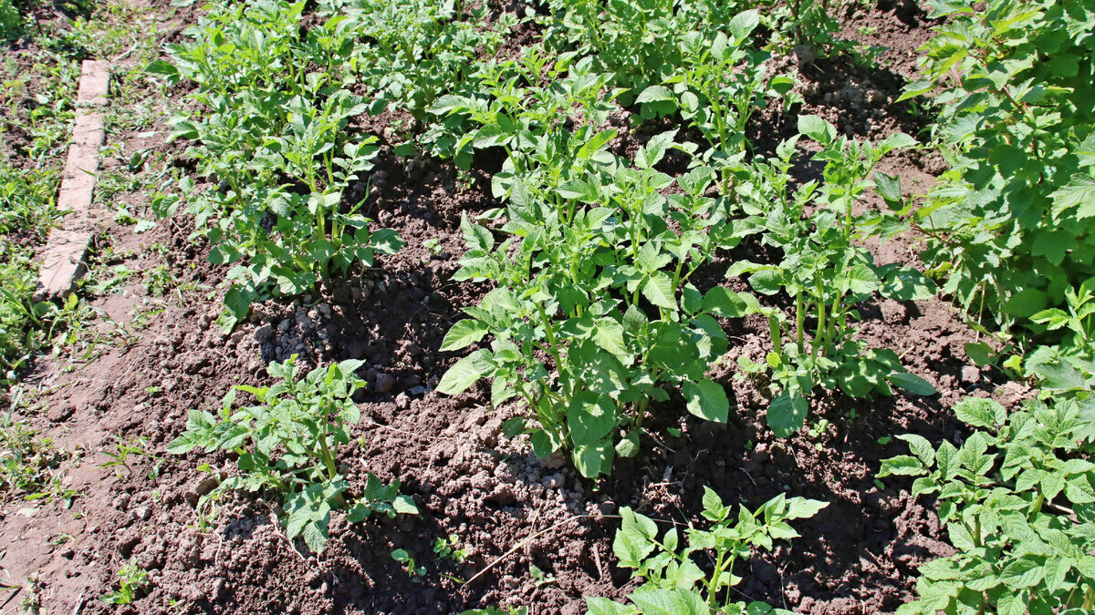 Чем подкормить картофель если выращиваете его из года в год на одном и том же месте?