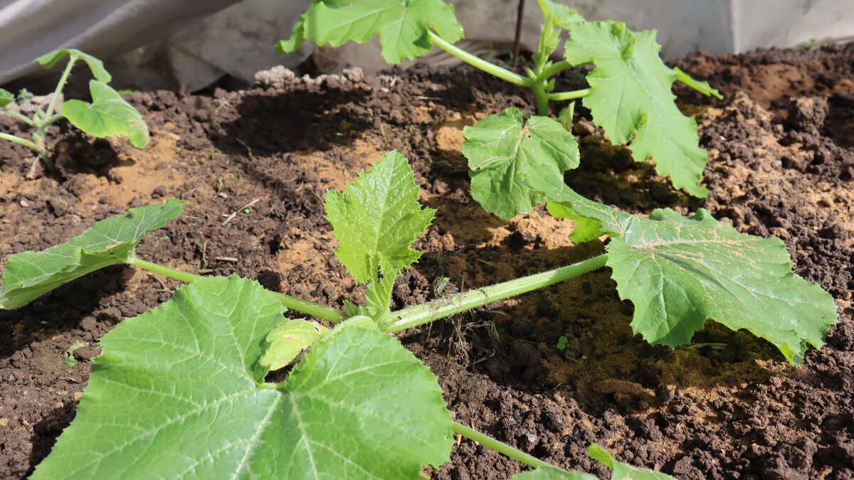 Больше 3х кабачков не сажаю. Подобрала хорошую подкормку на рост плодов. Рассказываю рецепт.