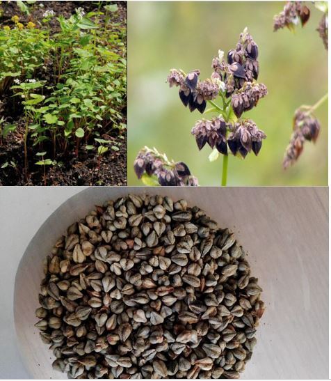 Целебные дикуши свойства исцеляют многие расстройства