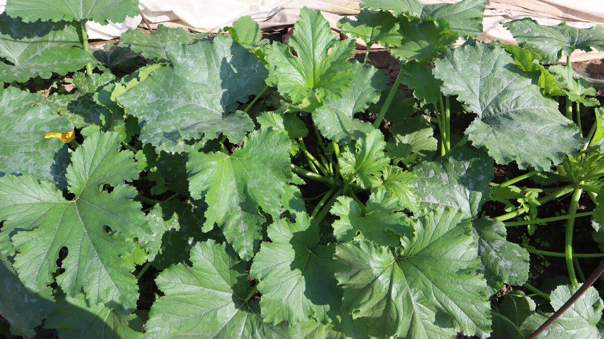 Больше 3х кабачков не сажаю. Подобрала хорошую подкормку на рост плодов. Рассказываю рецепт.