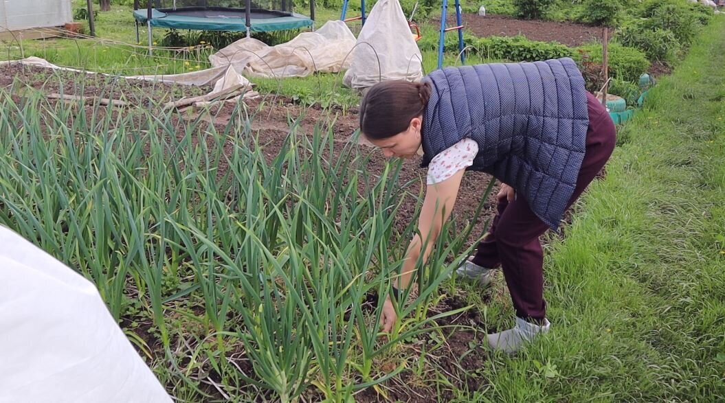 Рассказываю чем я подкармливаю чеснок когда появляются стрелки. Это последняя подкормка для обьема и лёжкости.
