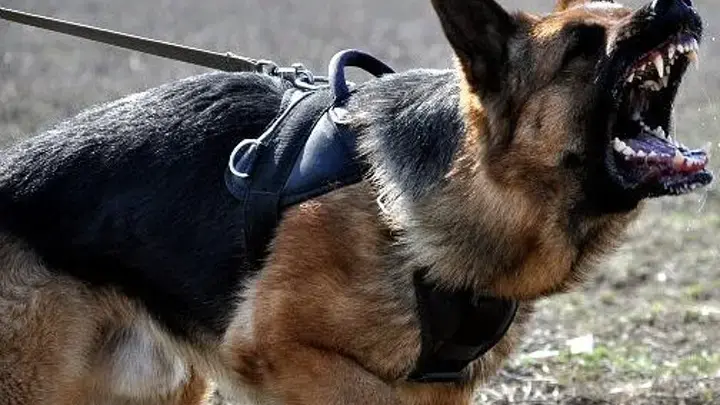 Трагический случай в Адыгее: домашняя овчарка разорвала лицо пожилой хозяйке