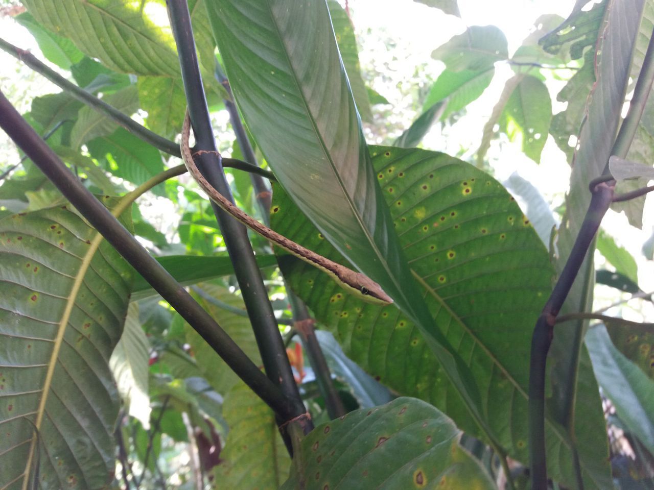 Миссия невыполнима? - Построить экзотический отель в тропической глуши за один месяц