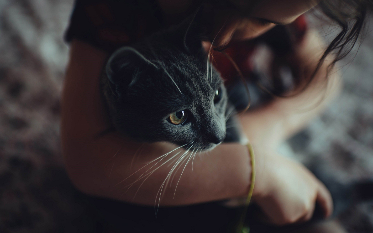 КОШКИ И СОБАКИ. Кто на самом деле правит миром: ваши питомцы - скрытые манипуляторы! Тайное управление вашей жизнью (и кошельком)!