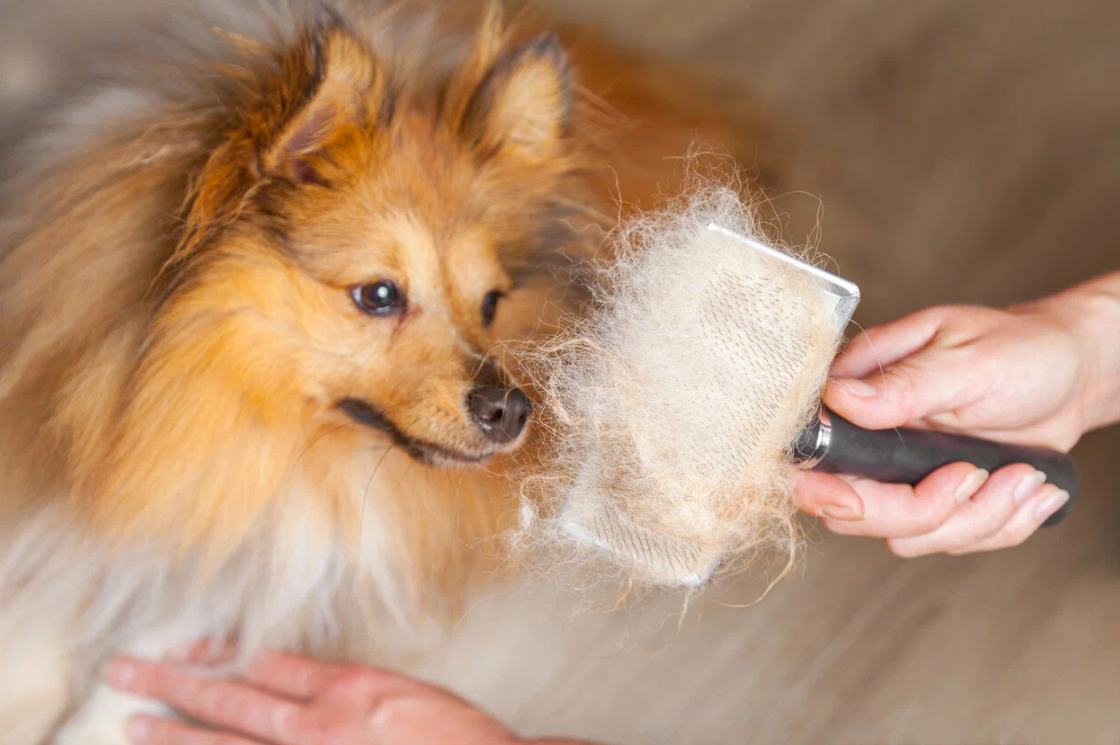 КОШКИ И СОБАКИ. Кто на самом деле правит миром: ваши питомцы - скрытые манипуляторы! Тайное управление вашей жизнью (и кошельком)!