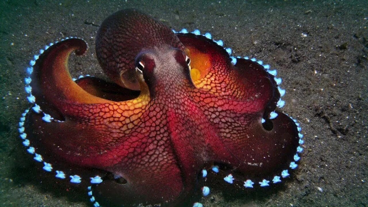 А вы знали, что октопусы имеют три сердца?