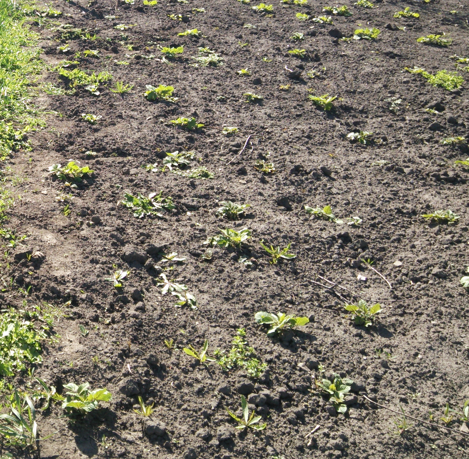 В марте 2025 года, посадил приблизительно 60-70-80-90-100 кг картофеля на площади примерно 1-1,5-2 сотки приблизительно.