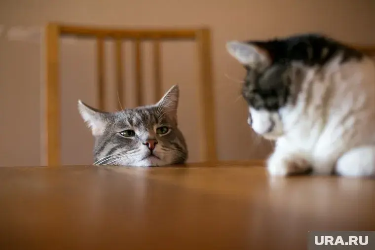 Как воспитать кота или кошку