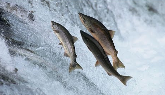 Особенности размножения лосося
