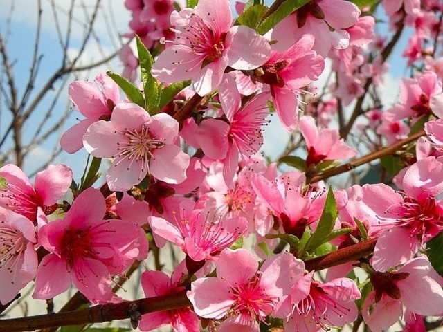 Цветение Персика.