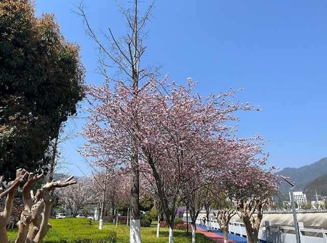 Цветение Персика.