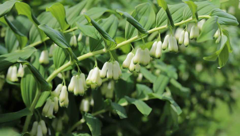 Полезно много знать про "Соломонову печать"