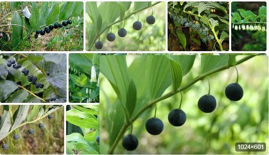 Полезно много знать про "Соломонову печать"