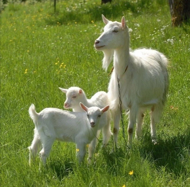 Жестокое обращение домашних животных, Ставропольский край, Благодарненский район, хутор Красные ключи, хутор Гремучий.
