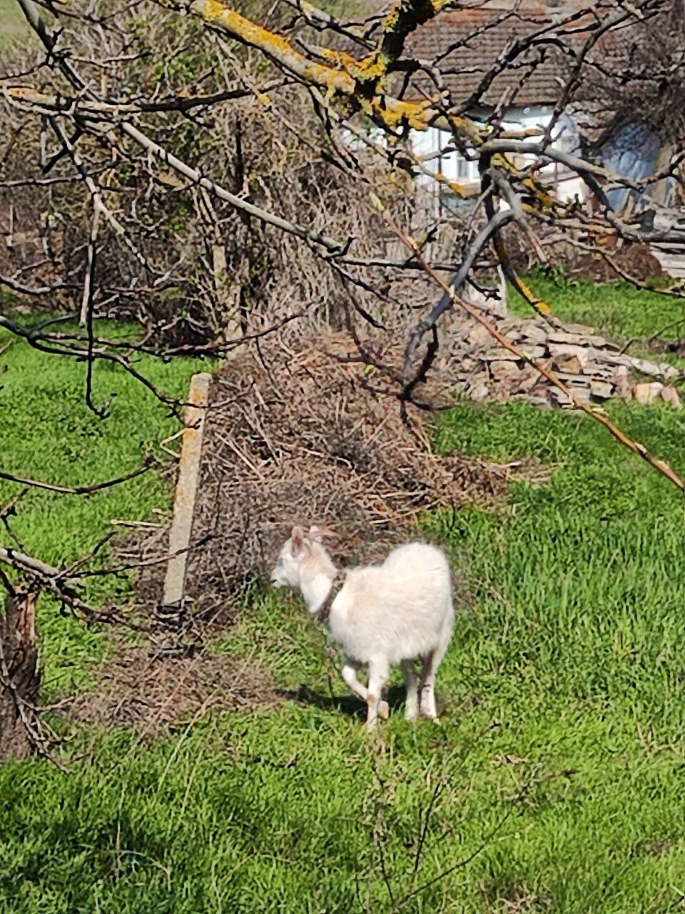 Выгул домашних животных и птицы не соблюдается в Ставропольском крае, Благодарненском районе, хутор Красные ключи и хутор Гремучий.