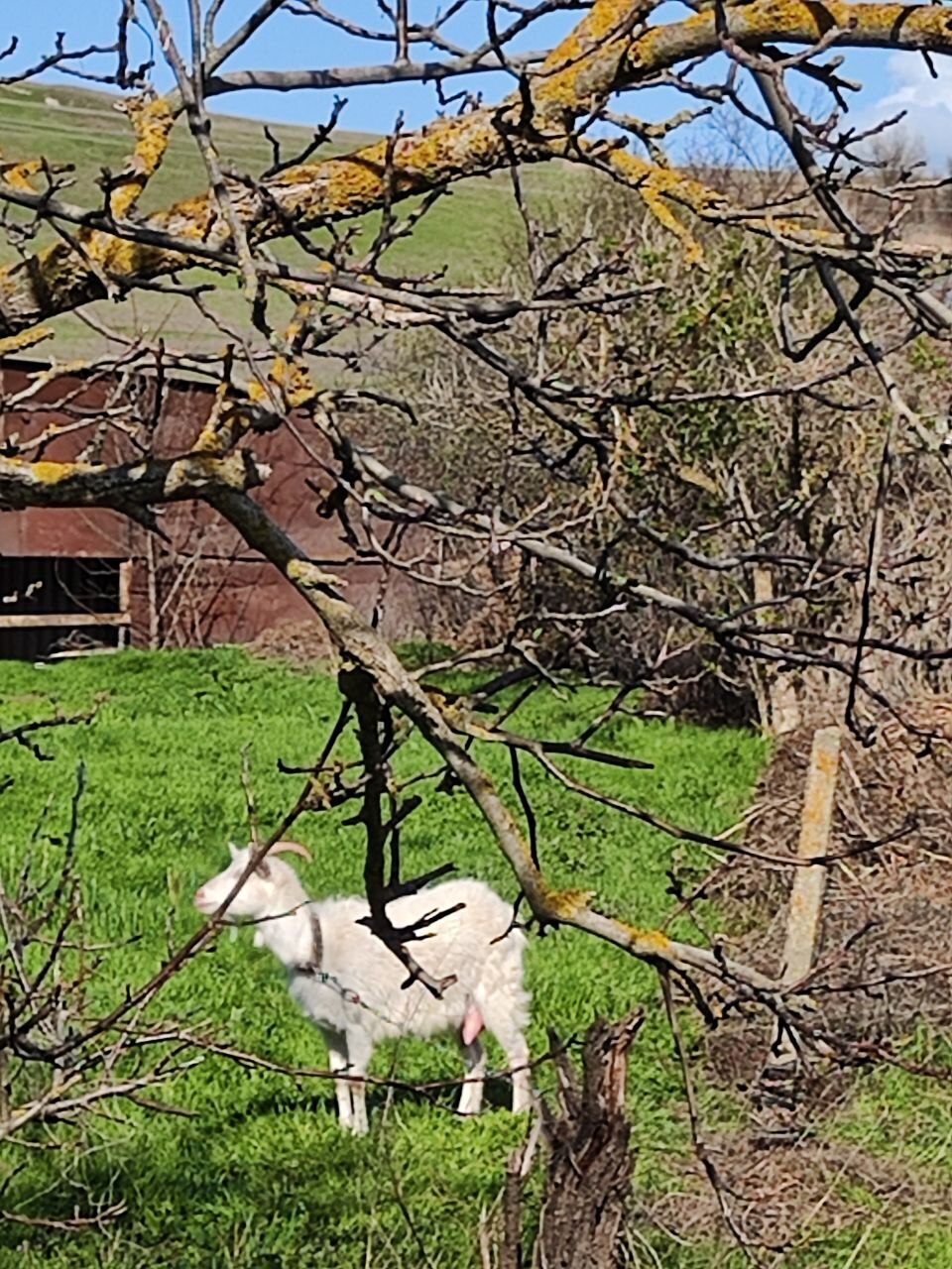 Выгул домашних животных и птицы не соблюдается в Ставропольском крае, Благодарненском районе, хутор Красные ключи и хутор Гремучий.