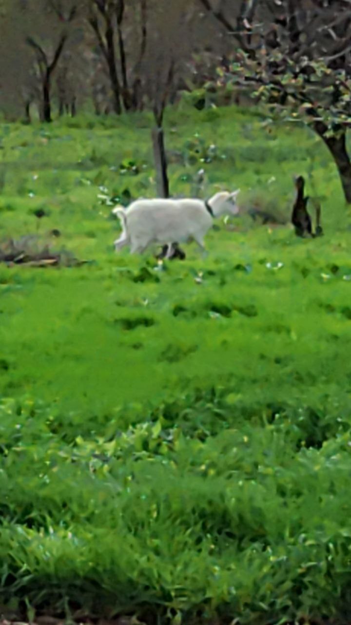 Выгул домашних животных и птицы не соблюдается в Ставропольском крае, Благодарненском районе, хутор Красные ключи и хутор Гремучий.