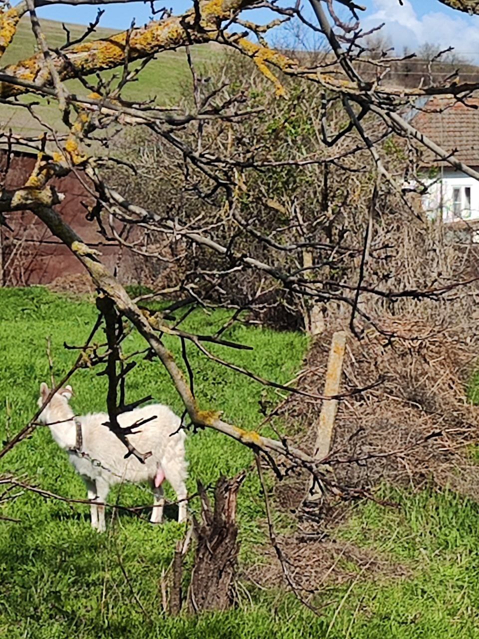 Выгул домашних животных и птицы не соблюдается в Ставропольском крае, Благодарненском районе, хутор Красные ключи и хутор Гремучий.