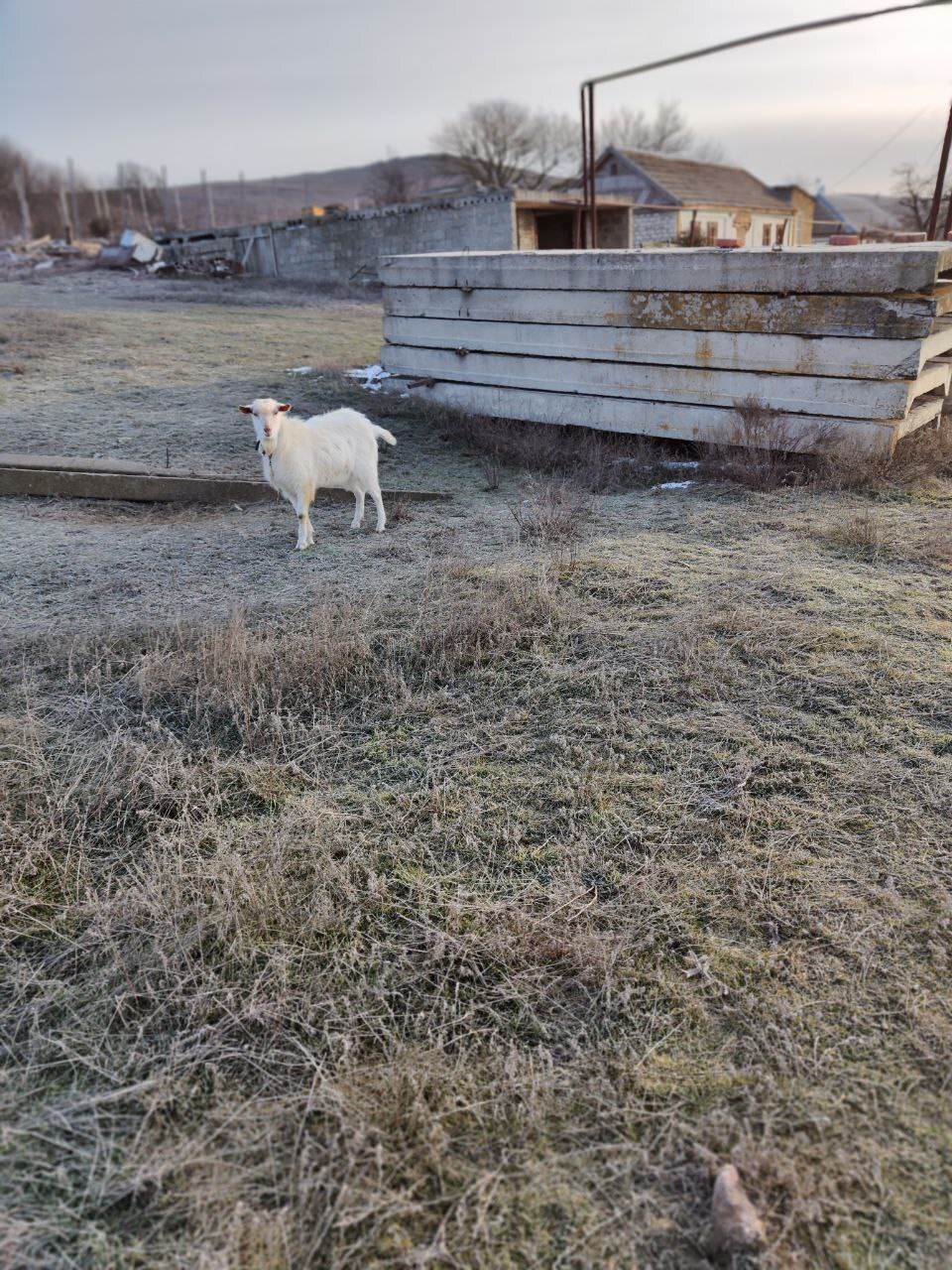 Жестокое обращение домашних животных, Ставропольский край, Благодарненский район, хутор Красные ключи, хутор Гремучий.