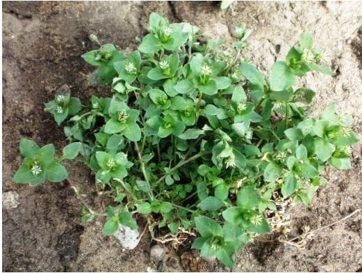 Мокрица лечит грудницу